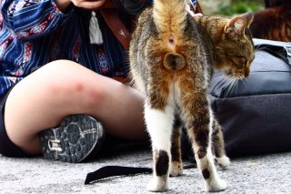 猫好きは世界共通!外国人にも愛でられ照れる“にゃんたま”君