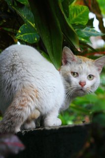 「邪魔をするニャ！」恋愛中の“にゃんたま”に怒られちゃった