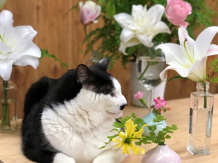 花はオイラの若さを保ってくれているのでござんす。byさぶ店長