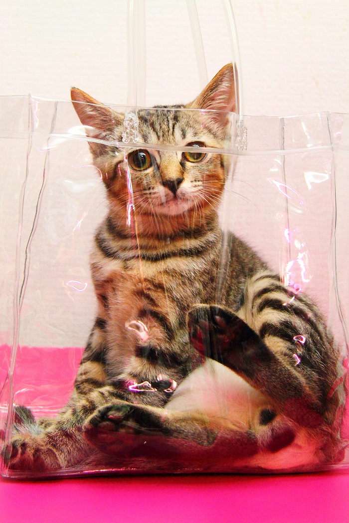 （Ｃ）芳澤ルミ子