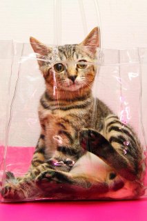 透明バックにすっぽり♡ まんまるおめめの“にゃんたま”君