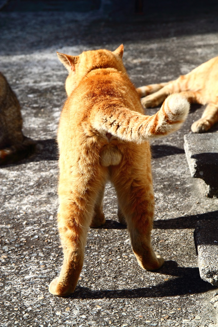 （Ｃ）芳澤ルミ子