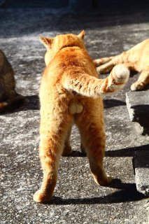 まるでジェームズ・ボンド…立派な“にゃんたま”は漢の象徴！