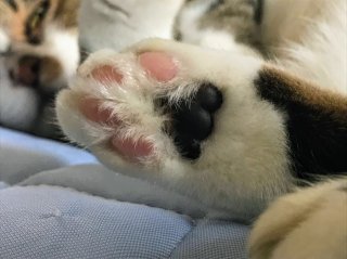 魅惑の肉球 2020.10.15（木）