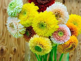 財運アップ！ “真ん丸ポンポンガーベラ”で良縁を引き寄せて