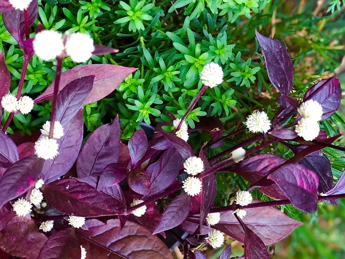 夏のお庭のアクセントカラーだったのに、秋になったら更にパワーアップ！