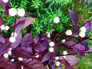 邪気を払って幸運を我が手に！赤葉千日紅の秘めたる底力とは