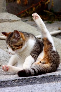 カメラに気づいて慌ててコロン…まだあどけない“にゃんたま”