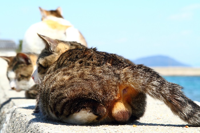 （Ｃ）芳澤ルミ子