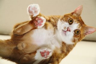 小さくても“にゃんたま”！保護猫カフェNo.1ホストに胸キュン