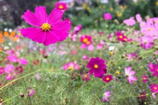 コスモス 2020.10.27（火）