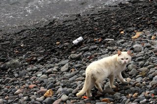 島暮らしの猫は忙しい…「用もないのに呼び止めるにゃ！」