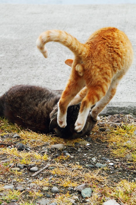 （Ｃ）芳澤ルミ子