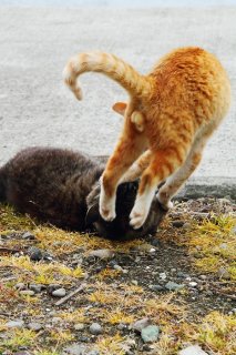 やんちゃ盛りが戦いごっこ “にゃんたま”も揺れる躍動感！