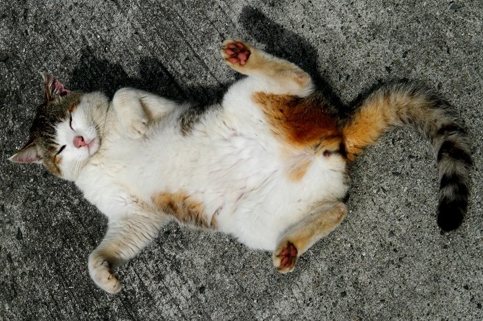 （Ｃ）芳澤ルミ子