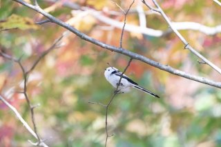 紅葉の季節だもの 2020.11.9（月）