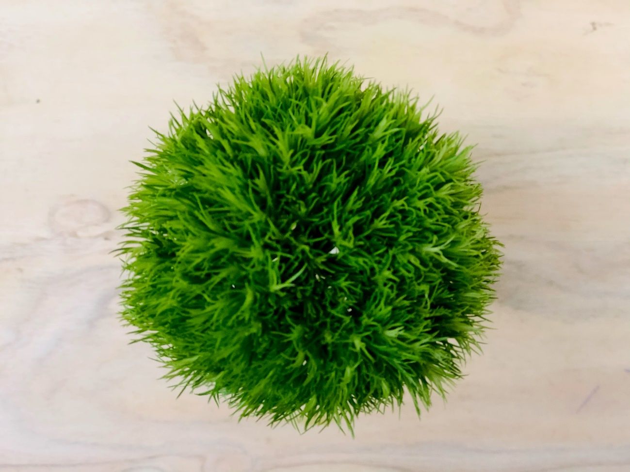 なんじゃこりゃ byさぶ店長 （写真:iStock）