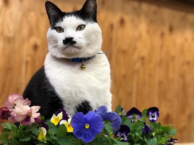 パンジーのお庭は巡回パトロールのコースに入っています　ｂｙ　さぶ店長