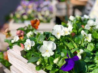 ほっこり冬の幸せ！天使の口づけ「パンジー＆ビオラ」の育て方