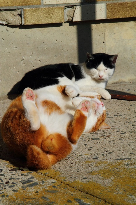 （Ｃ）芳澤ルミ子