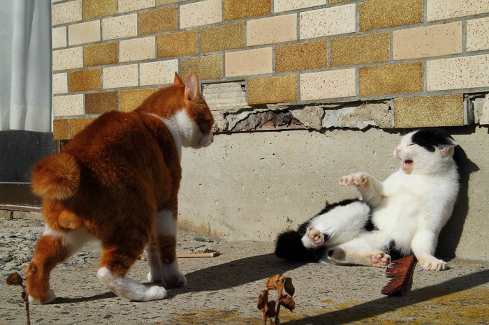 （Ｃ）芳澤ルミ子