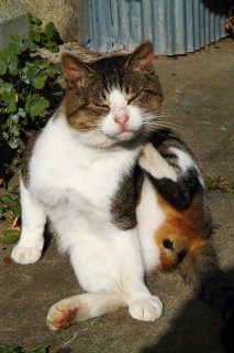 激レアさん！縞三毛“にゃんたま”が説く猫島暮らしの秘訣とは