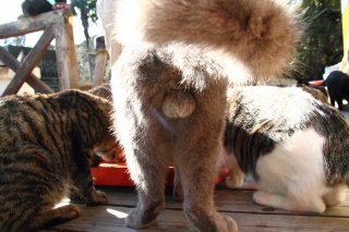 「島のえき」での出会い…食欲旺盛なもふもふ“にゃんたま”