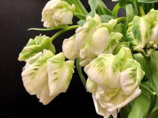 「喪中はがき」が届いたらどうする？マナーと優しさのお話