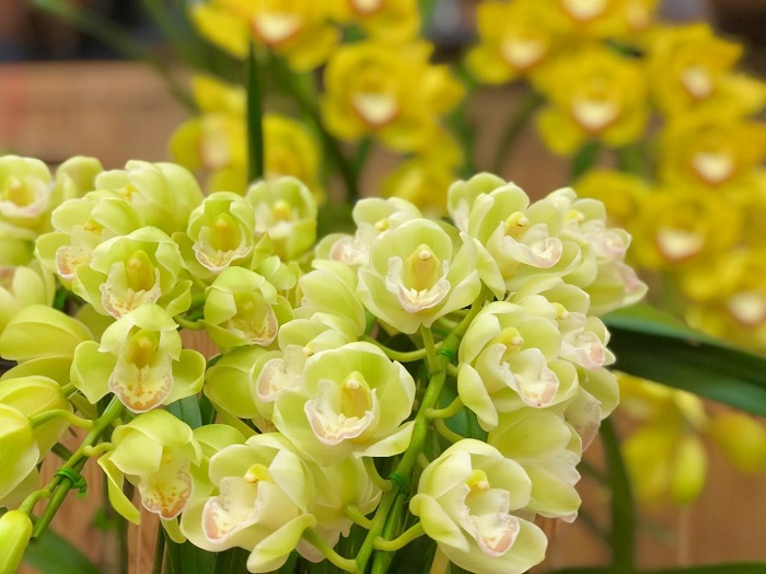 シンピジュームを見ると思い出すお客様