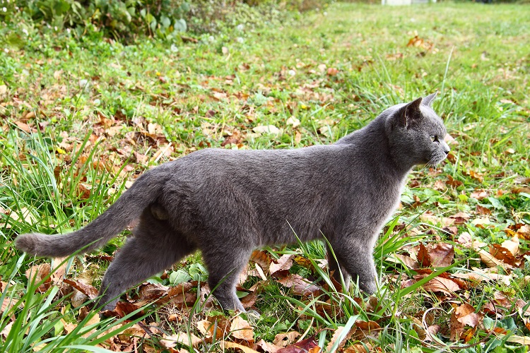 （Ｃ）芳澤ルミ子