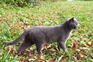 尻尾を上げない“にゃんたま”君…小鳥を見つけた瞬間を激写！