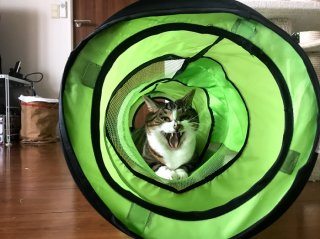 笑う猫 2020.12.21(月)