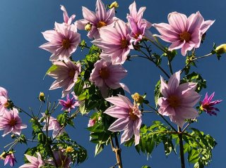 真冬の花 2020.12.26(土)