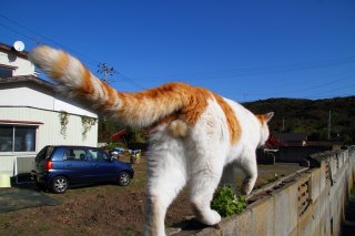 「おやつ持ってる？」晴天に映える“にゃんたま”様の後ろ姿