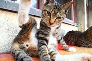 “にゃんたま”少年のあどけない「ほよよ顔」にきゅんです！