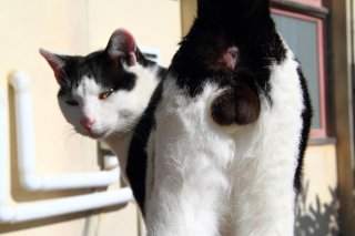 尊すぎ！クールな見返り姿もパーフェクトな“にゃんたま”親方