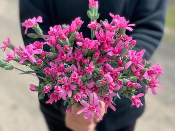 香川のひとも知らん香川県の花…だなんてオドロキ　写真　綾川花卉園