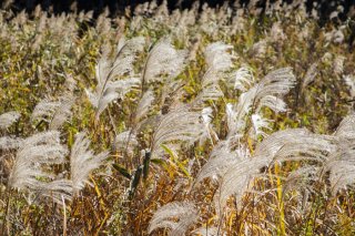 秋がさよならと手を振った 2020.12.7（月）