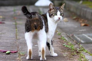 南の島のイケにゃん少年…初々しい“原石にゃんたま”をパチリ