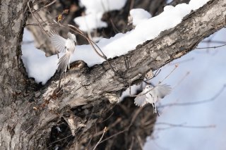 聖なる夜 2020.12.24(木)