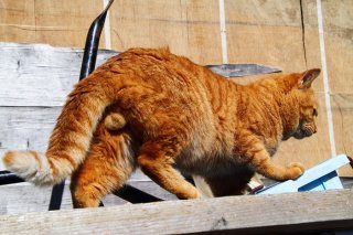 急ぎ足の隙間からチラリ…赤ネコ君のぷっくり“にゃんたま”