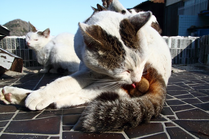 （Ｃ）芳澤ルミ子