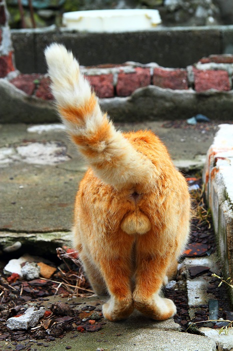 （Ｃ）芳澤ルミ子