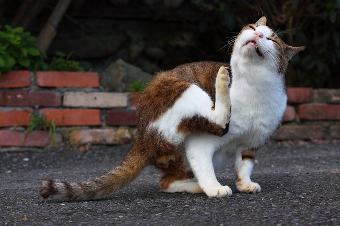 （Ｃ）芳澤ルミ子