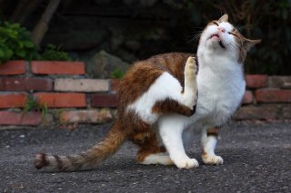 後ろ足で器用にポリポリ…一緒に“にゃんたま”も揺れちゃうの