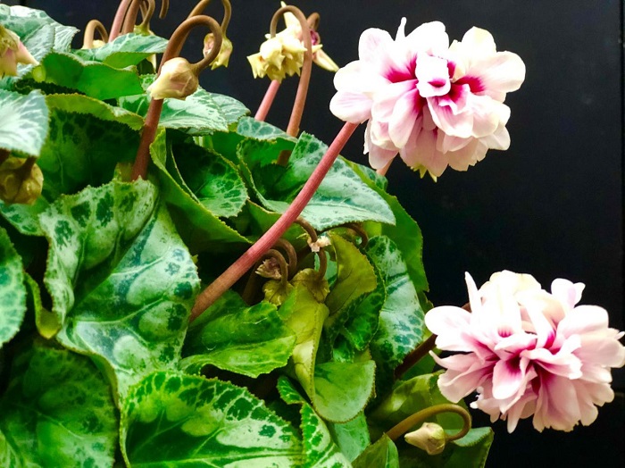 シクラメンですか？これは。