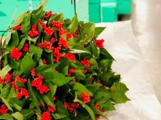 今年の千両大市も賑わいました　（写真　株式会社　名港フラワーブリッジ）