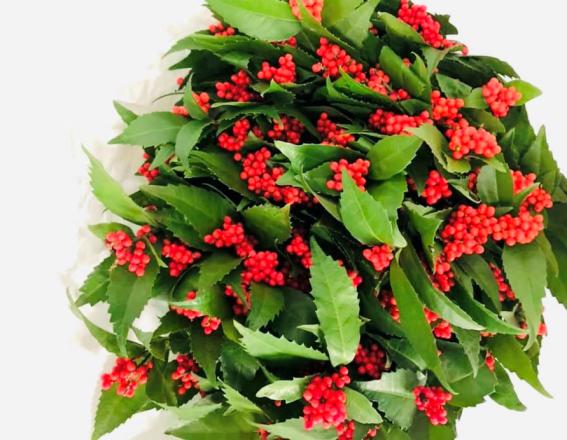 ビッチリパンパンの実付き　（写真　浅野光寿）