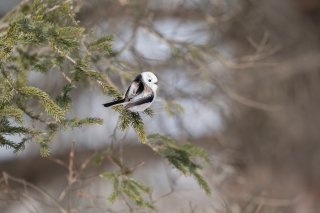 チャームポイントは？ 2021.1.3（日）