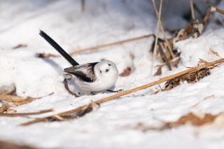 レフ板効果 2021.1.8（金）